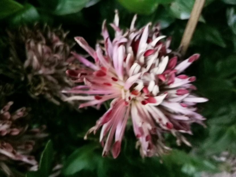  - Plantele de la Epurare 2020