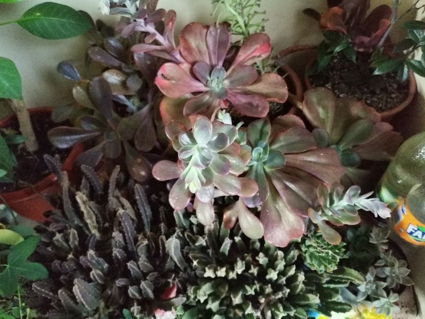  - Plantele de la Epurare 2020