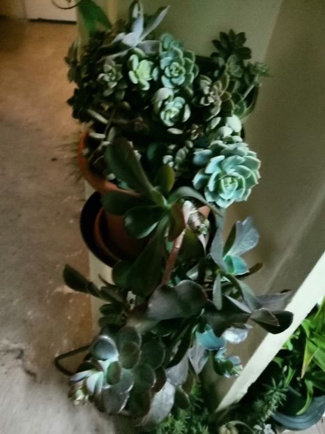  - Plantele de la Epurare 2020