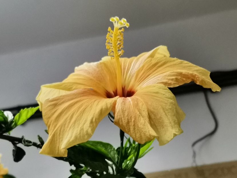  - Plantele de la Epurare 2020