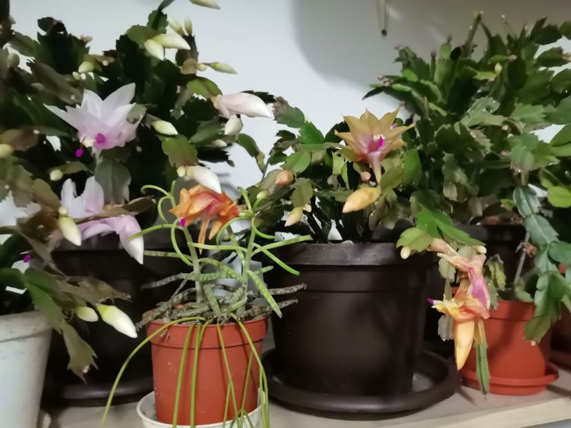  - Plantele de la Epurare 2020