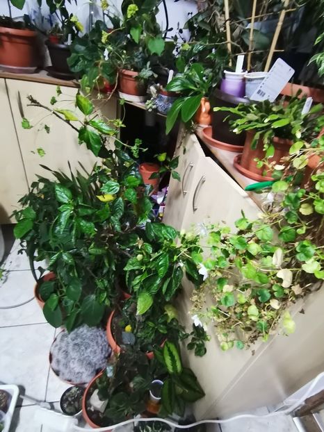  - Plantele de la Epurare 2020