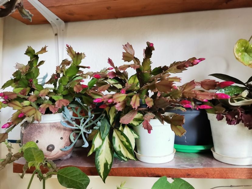  - Plantele de la Epurare 2020