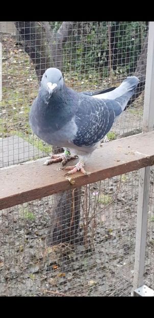 Screenshot_20201225-223005_Video Player - Pui 2020