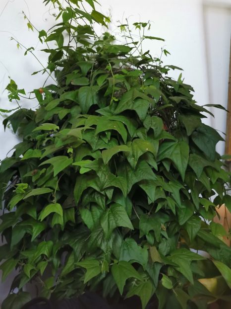  - Plantele de la Epurare 2020