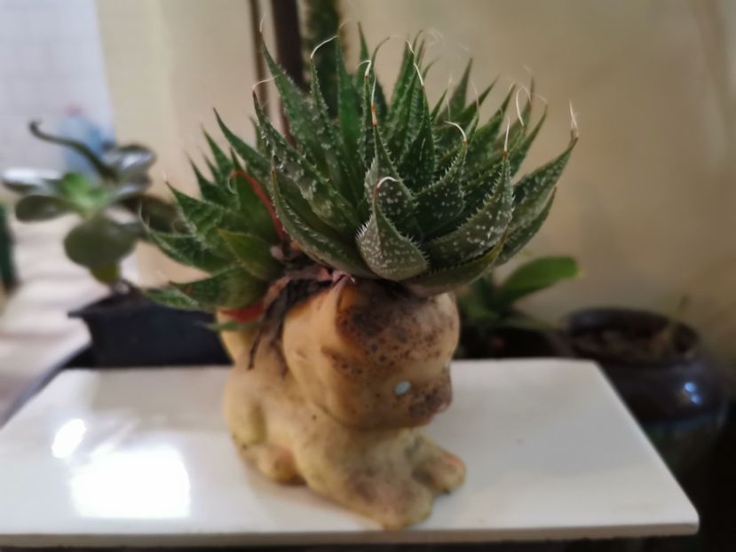  - Plantele de la Epurare 2020