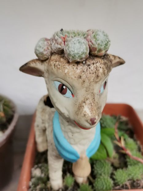  - Plantele de la Epurare 2020