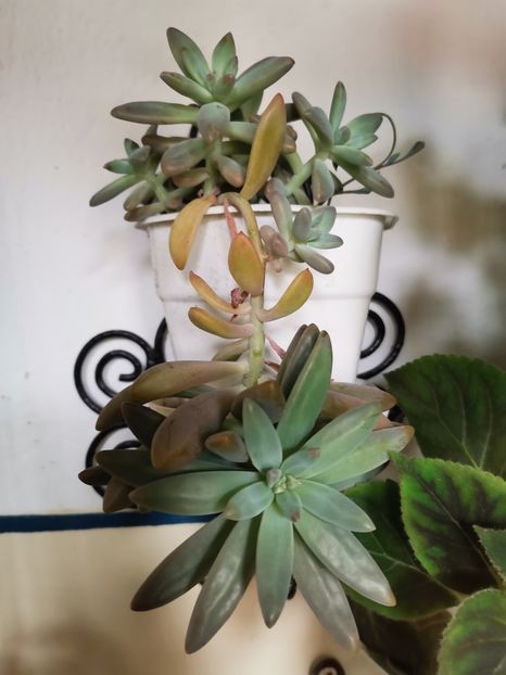  - Plantele de la Epurare 2020