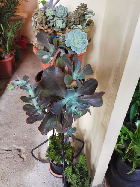  - Plantele de la Epurare 2020