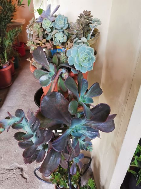  - Plantele de la Epurare 2020