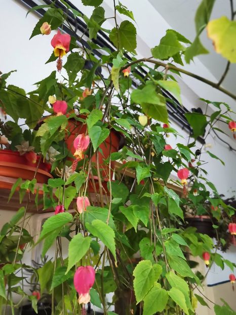  - Plantele de la Epurare 2020