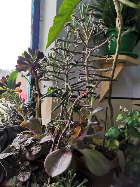  - Plantele de la Epurare 2020