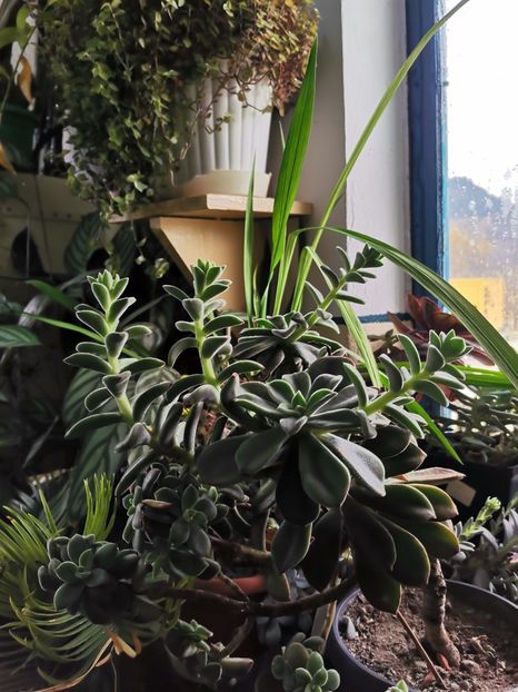  - Plantele de la Epurare 2020