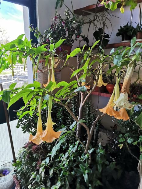  - Plantele de la Epurare 2020