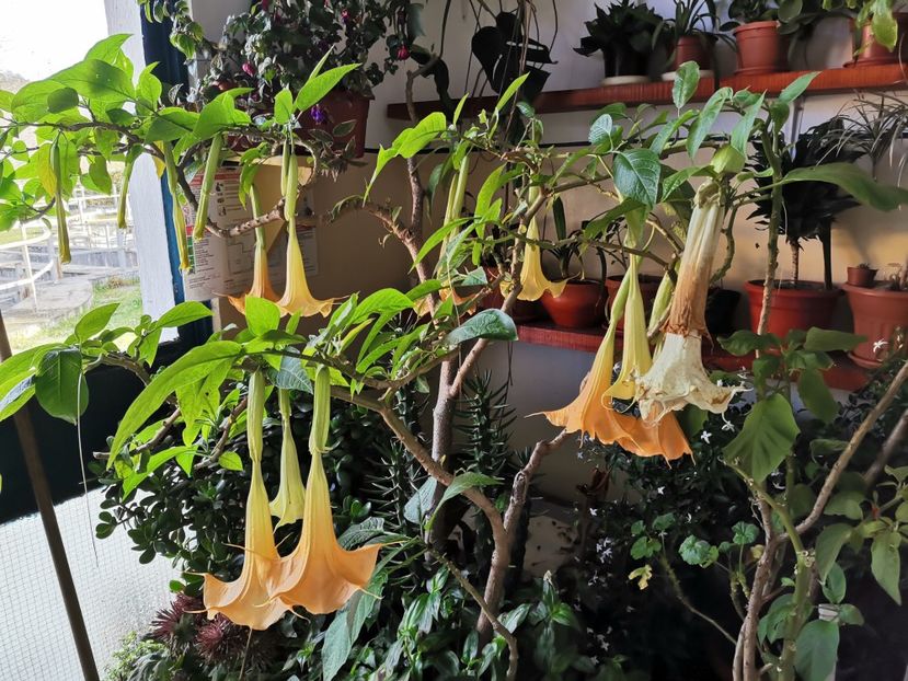  - Plantele de la Epurare 2020