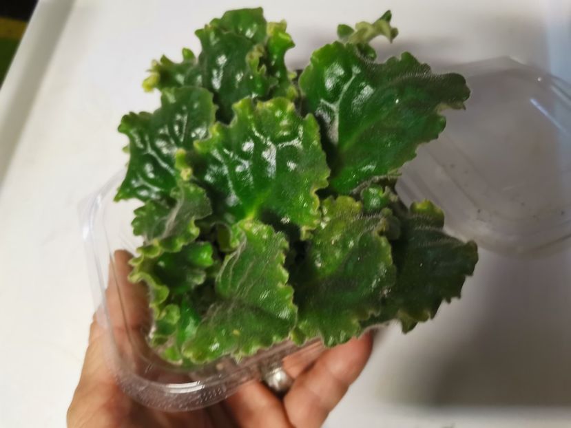  - Plantele de la Epurare 2020