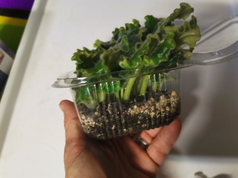  - Plantele de la Epurare 2020