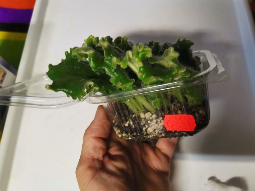  - Plantele de la Epurare 2020