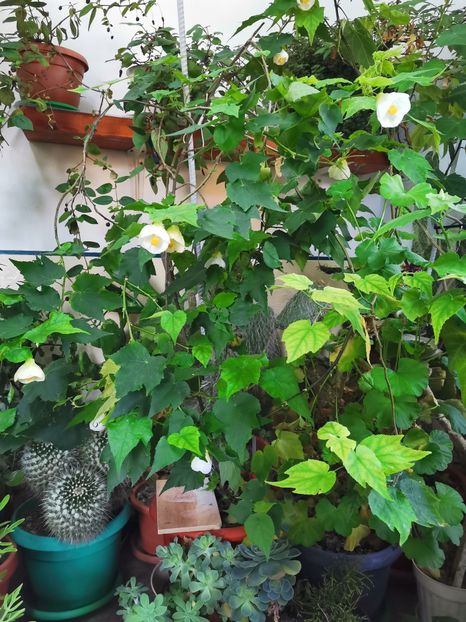  - Plantele de la Epurare 2020