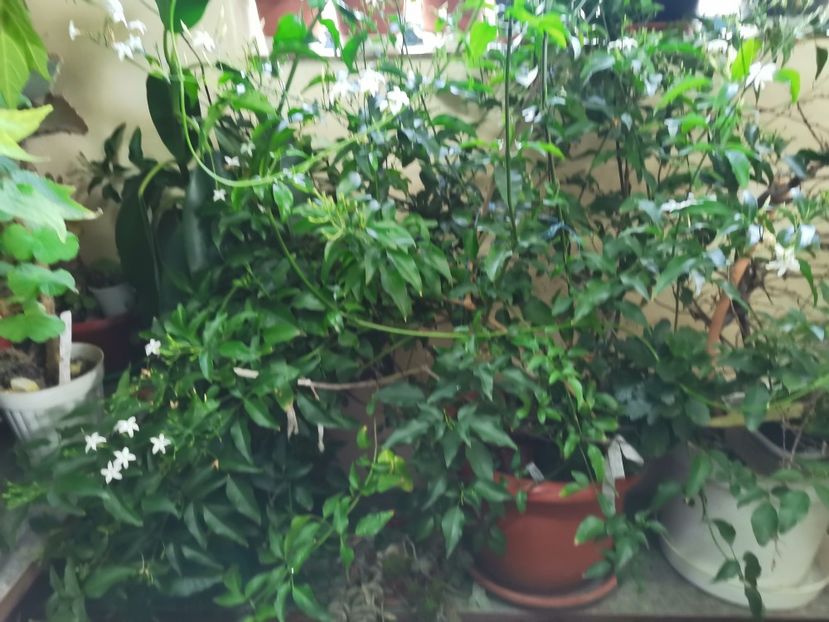  - Plantele de la Epurare 2020