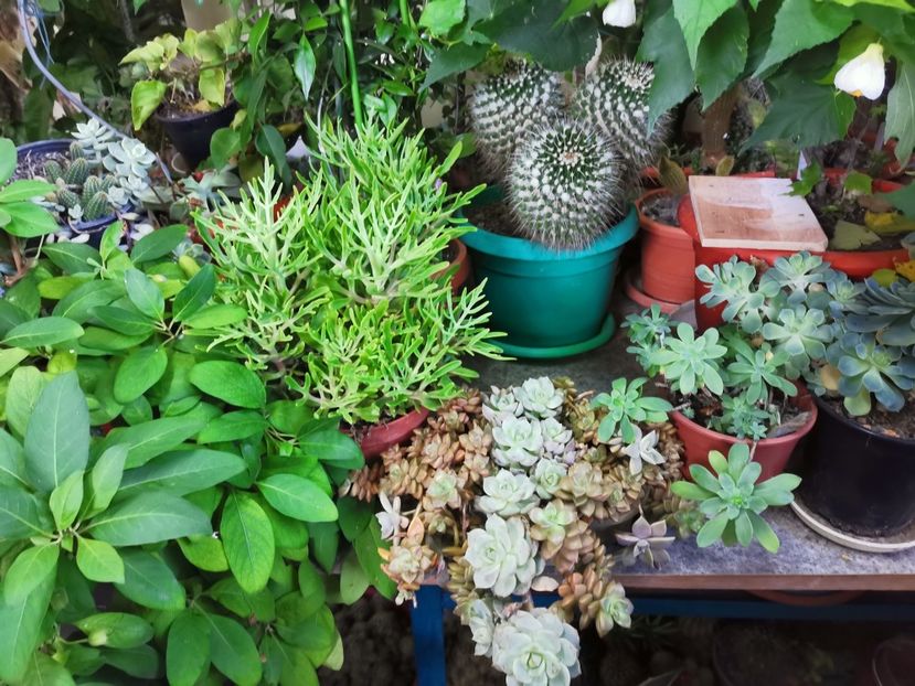  - Plantele de la Epurare 2020