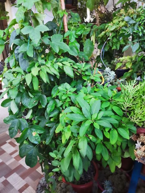  - Plantele de la Epurare 2020