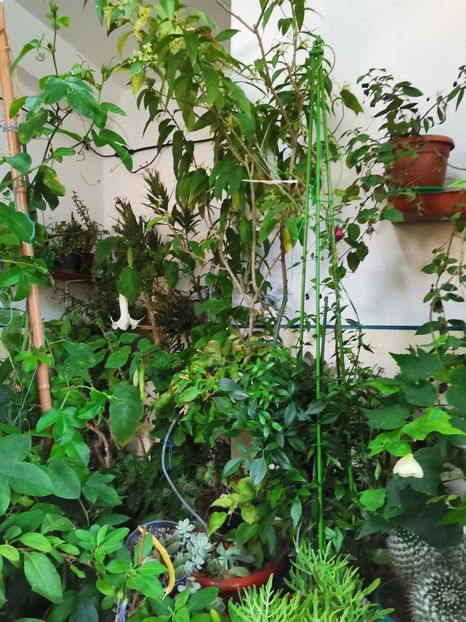  - Plantele de la Epurare 2020