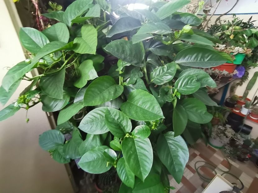  - Plantele de la Epurare 2020