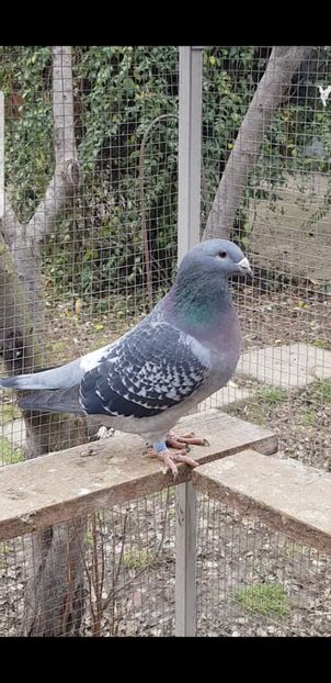 Violeta 2020 - Pui 2020