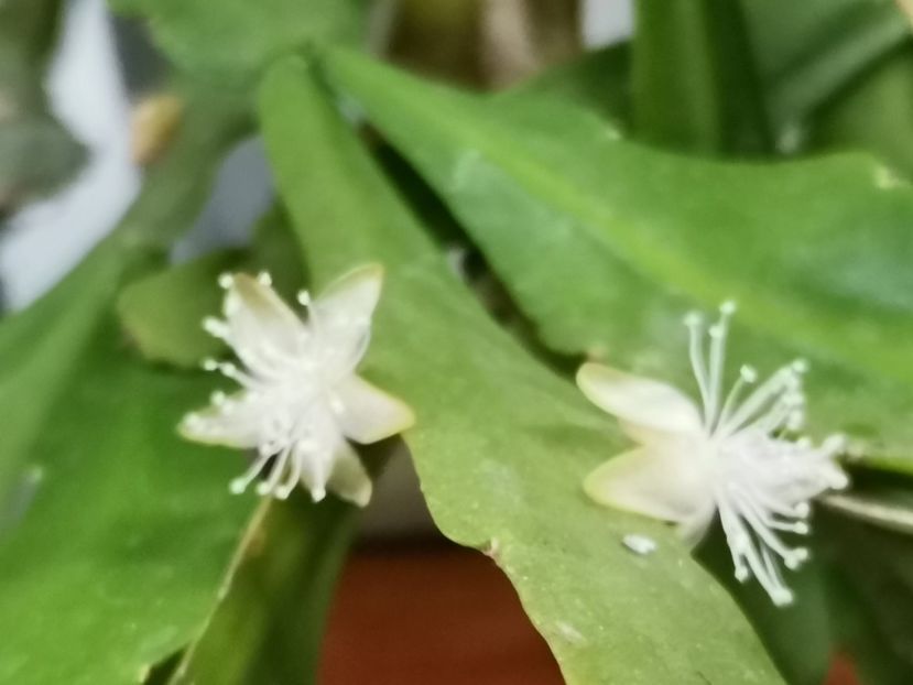  - Plantele de la Epurare 2020