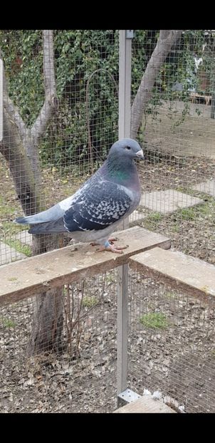 Violeta 2020 - Pui 2020