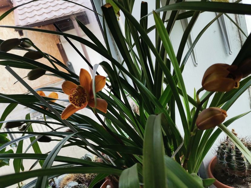  - Orhidee 2020