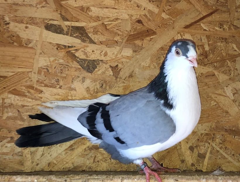 23094  mascul  2020 - B - perechi 2022