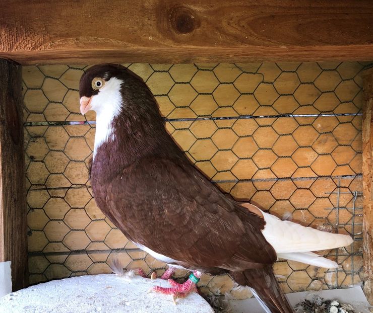 13008  mascul  2019 - 00001 porumbei dragi mie arhivă