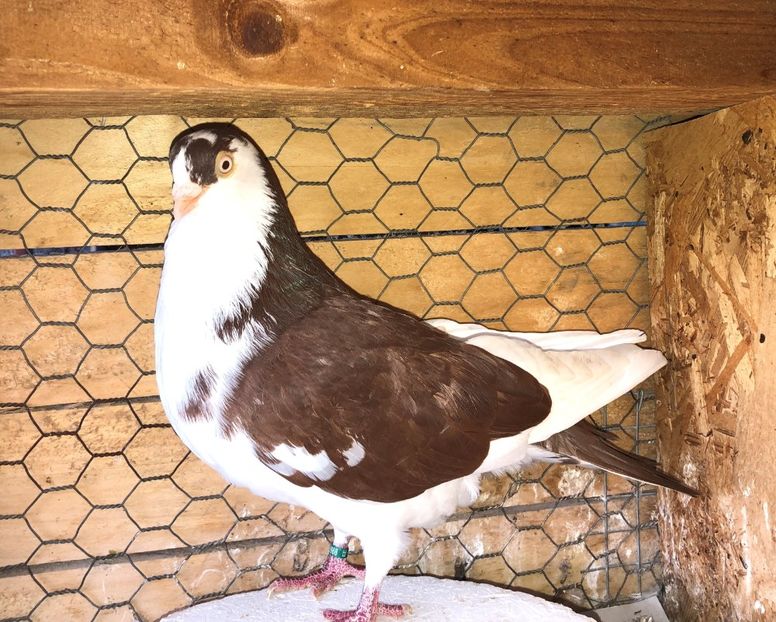 6868  mascul  2019 - B - perechi 2022