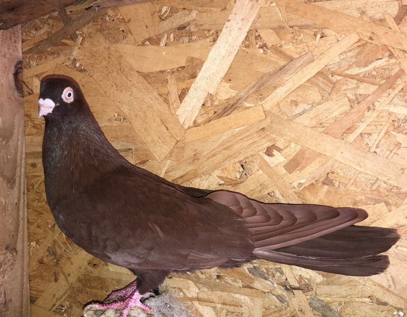 mascul  2019 - B - perechi 2022