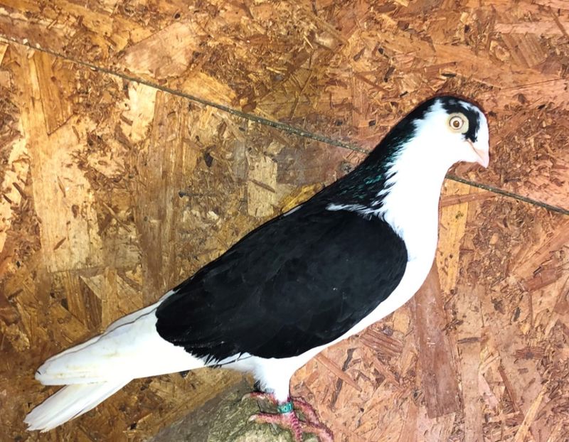 6809  mascul  2019 - B - perechi 2022