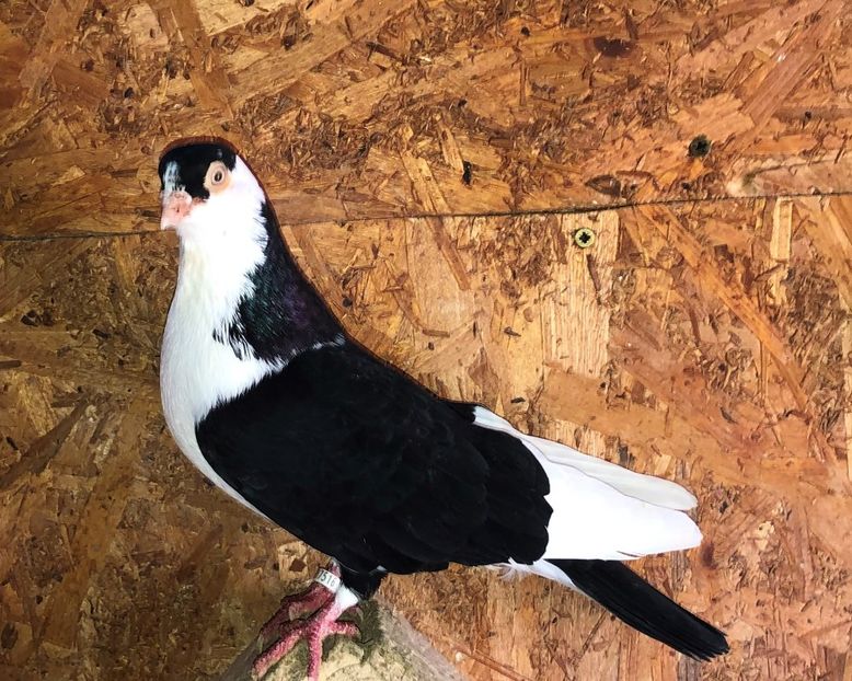 17516  mascul  2015 - Plecați ALBUM 3