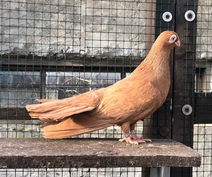 0C6C8E25-D65D-4122-8A32-9ABE3221352D - Poze noi