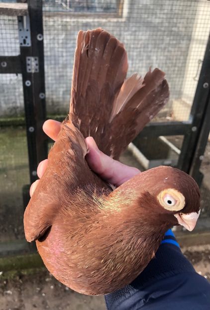 2CDF7CF2-5B4B-4118-B711-0408FA188BEE - Poze noi