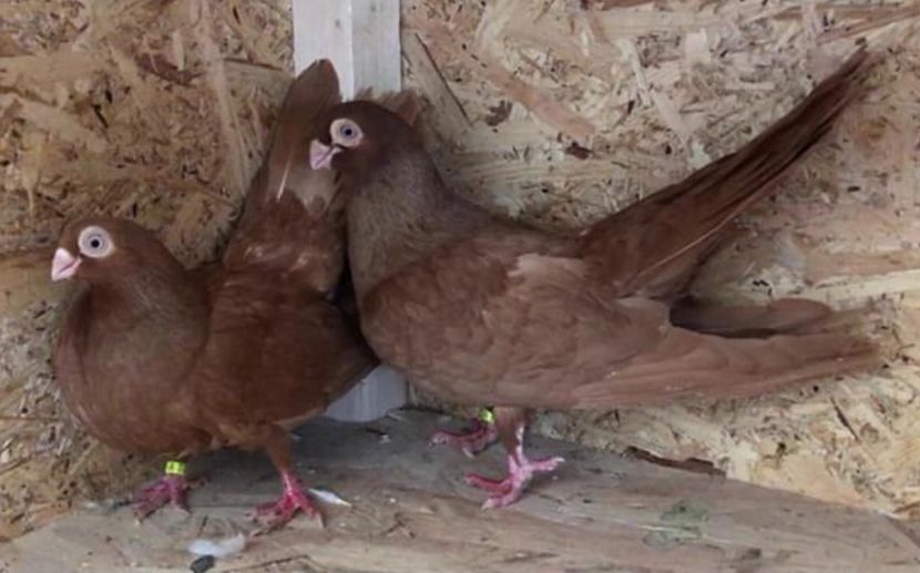 588BBE6E-740C-43FB-B4B0-F5B567580FAC - Poze noi