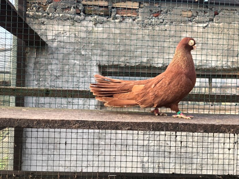 2E4772F7-2F21-4804-8A61-7A21D62BAE9B - Poze noi