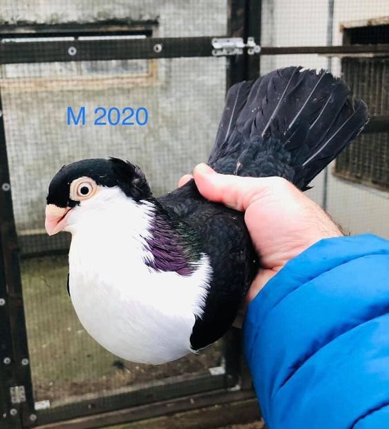 F3BB96C2-18C1-401B-9398-76CAA5488637 - Poze noi