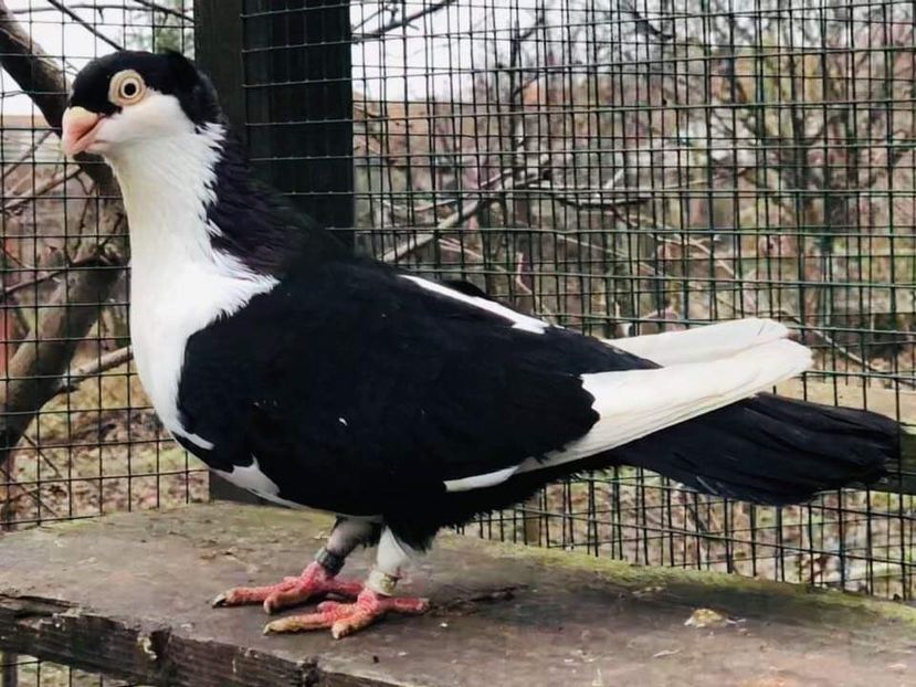 BD17352F-0D17-4D4E-BCD3-2B4EC954BE7E - Poze noi