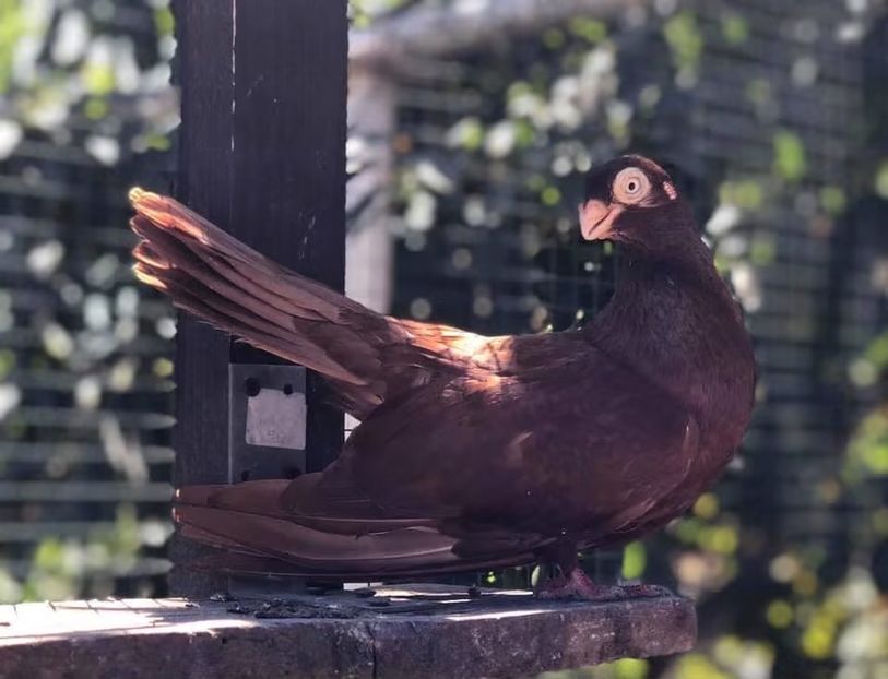 BE4E5823-5D02-4B74-87AA-40E008C874FF - Poze noi