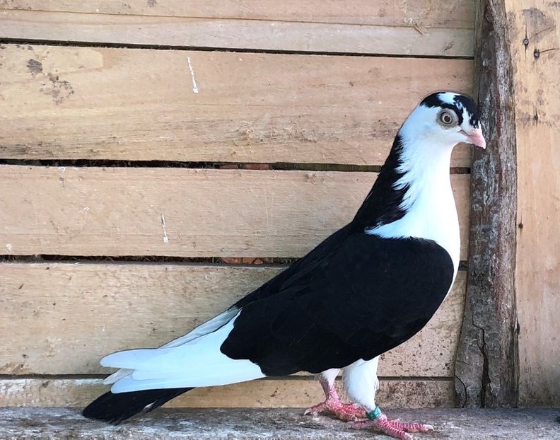 6776  femelă  2019 - Plecați ALBUM 3