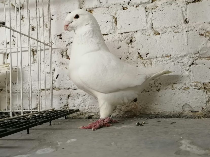 2018 - Matca masculi 2021