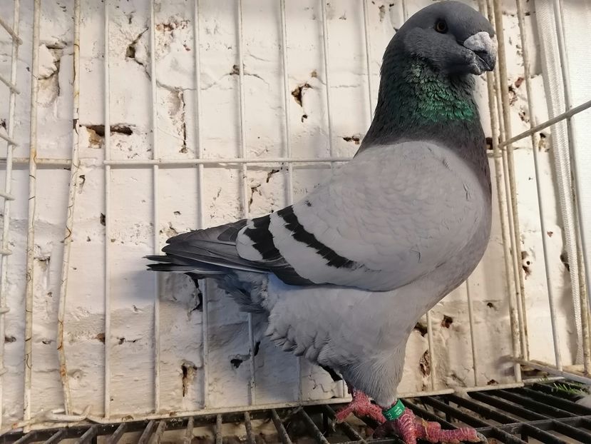 2019 - Matca masculi 2021