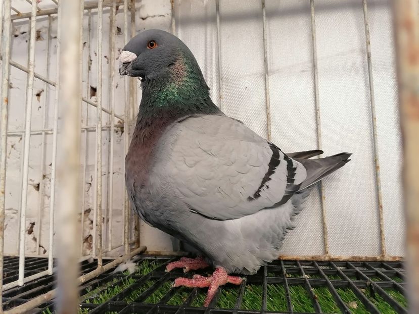 2019 - Matca masculi 2021