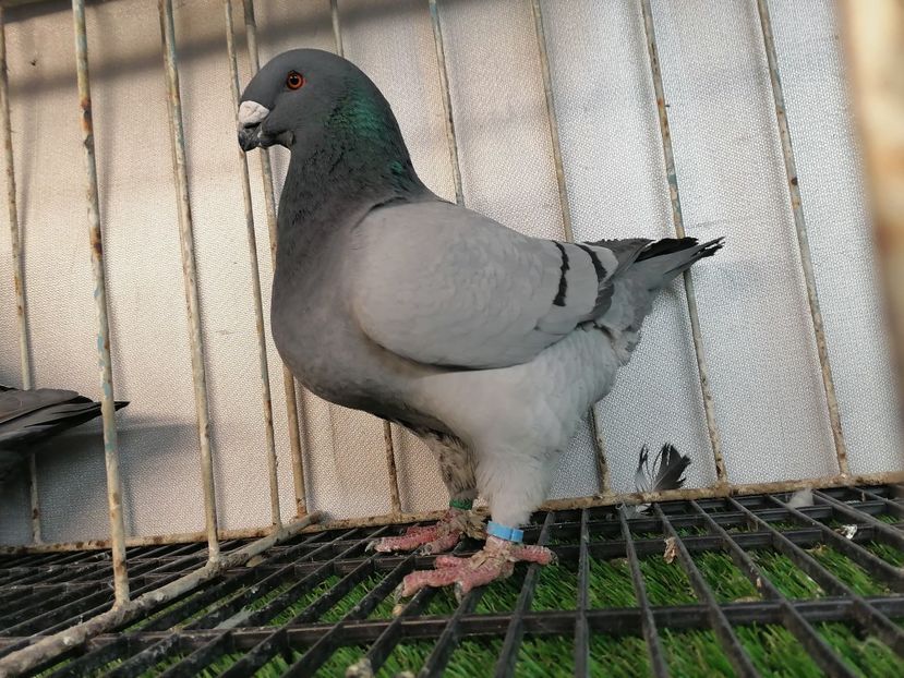 2019 - Matca masculi 2021